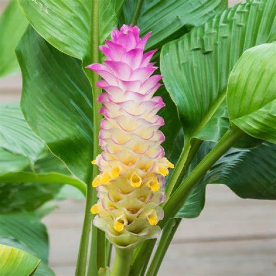 Bi Color Ginger Plant